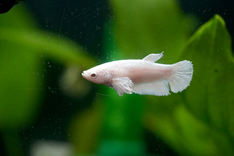 Fancy Platinum White Dumbo Female Betta - Live Aquarium  Premium Female Betta Fish