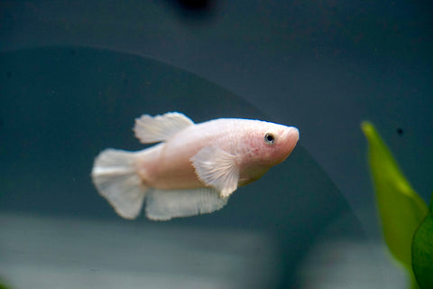 Fancy Platinum White Dumbo Female Betta - Live Aquarium  Premium Female Betta Fish