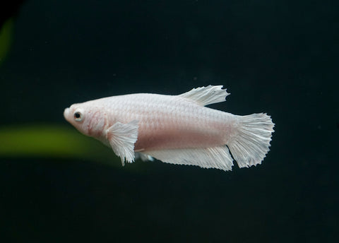 Fancy Platinum White Dumbo Female Betta - Live Aquarium  Premium Female Betta Fish