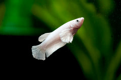 Fancy Platinum White Dumbo Female Betta - Live Aquarium  Premium Female Betta Fish