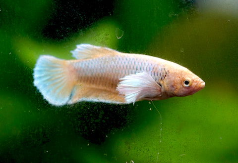 Fancy Pineapple Dumbo Female Betta - Live Aquarium  Premium Female Betta Fish