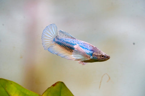 Fancy Blue Shade Dumbo Female Betta - Live Aquarium Premium Female Betta Fish