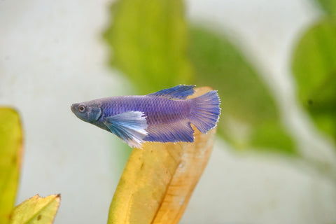 Fancy Blue Shade Dumbo Female Betta - Live Aquarium Premium Female Betta Fish