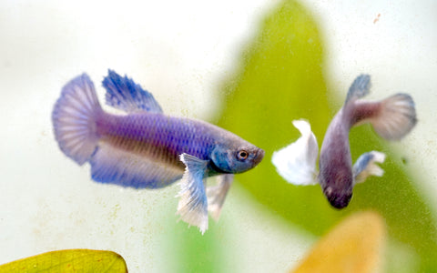 Fancy Blue Shade Dumbo Female Betta - Live Aquarium Premium Female Betta Fish