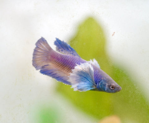 Fancy Blue Shade Dumbo Female Betta - Live Aquarium Premium Female Betta Fish