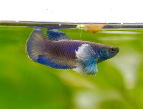 Fancy Blue Shade Dumbo Female Betta - Live Aquarium Premium Female Betta Fish