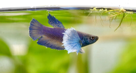 Fancy Blue Shade Dumbo Female Betta - Live Aquarium Premium Female Betta Fish