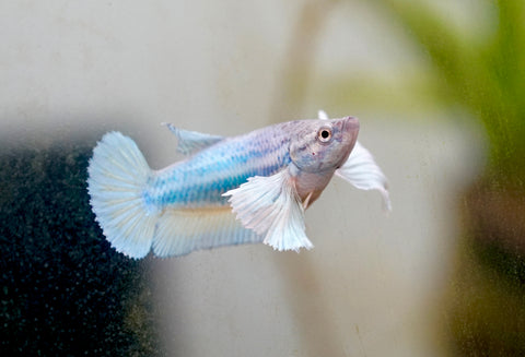 Fancy Blue Shade Dumbo Female Betta - Live Aquarium Premium Female Betta Fish