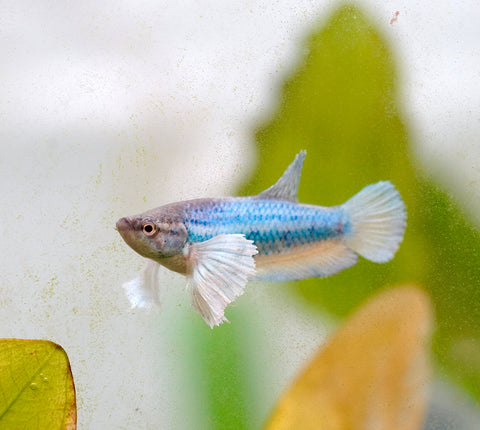 Fancy Blue Shade Dumbo Female Betta - Live Aquarium Premium Female Betta Fish