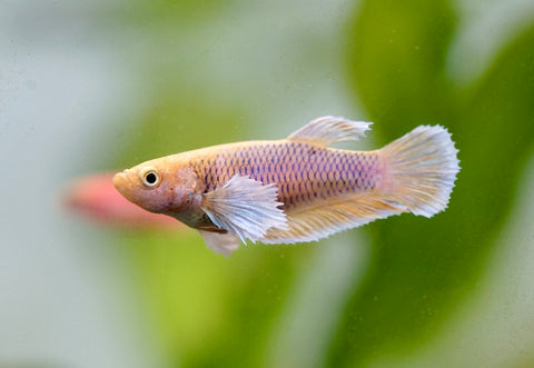 Fancy Pineapple Dumbo Female Betta - Live Aquarium  Premium Female Betta Fish