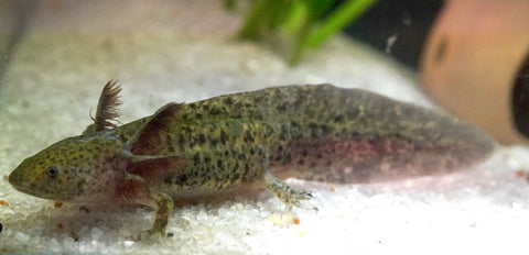 Wild Brown Axolotl SIZE 4.5"