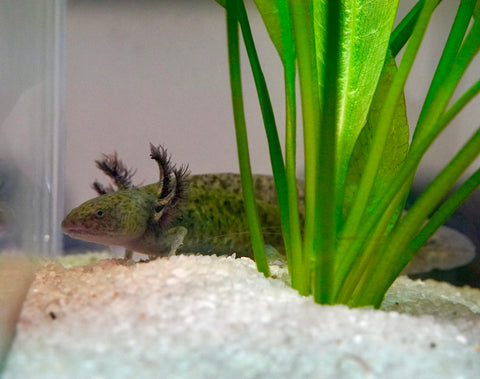 Green Fluorescent Protein (GFP) Wild Brown Axolotl SIZE 7-8”