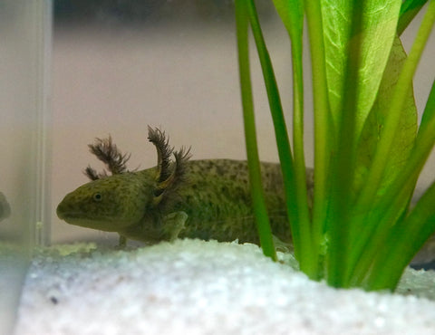 Green Fluorescent Protein (GFP) Wild Brown Axolotl SIZE 7-8”