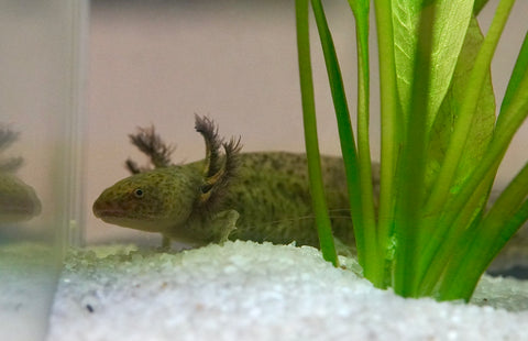 Green Fluorescent Protein (GFP) Wild Brown Axolotl SIZE 7-8”