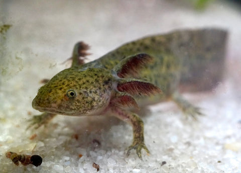 Wild Brown Axolotl SIZE 4.5"