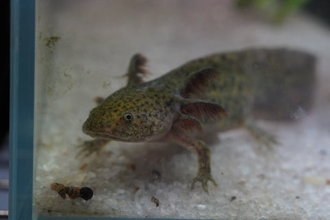 Wild Brown Axolotl SIZE 4.5"