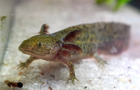 Wild Brown Axolotl SIZE 4.5"