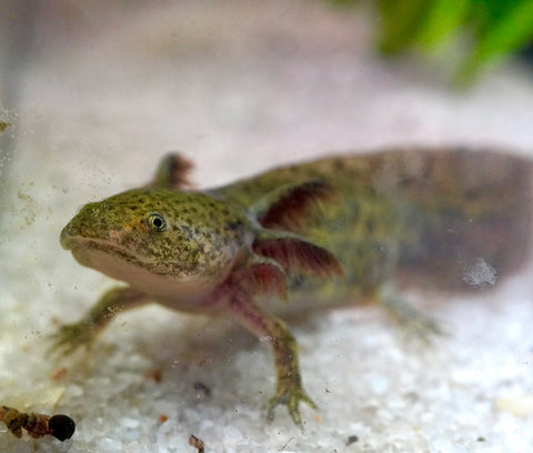 Wild Brown Axolotl SIZE 4.5"