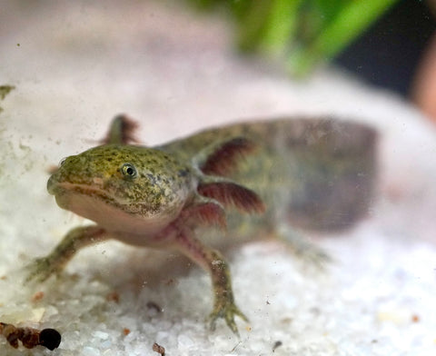 Wild Brown Axolotl SIZE 4.5"