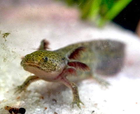 Wild Brown Axolotl SIZE 4.5"