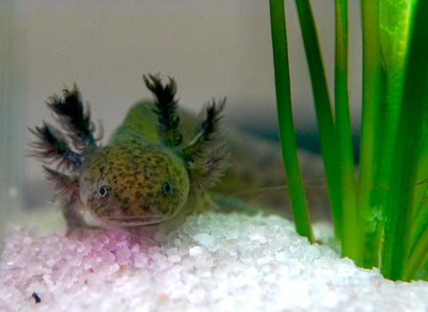 Green Fluorescent Protein (GFP) Wild Brown Axolotl SIZE 4.5"