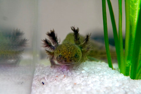 Green Fluorescent Protein (GFP) Wild Brown Axolotl SIZE 7-8”