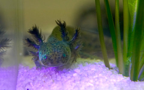 Green Fluorescent Protein (GFP) Wild Brown Axolotl SIZE 4.5"