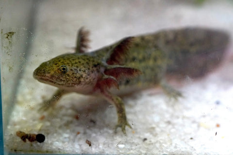 Wild Brown Axolotl SIZE 4.5"