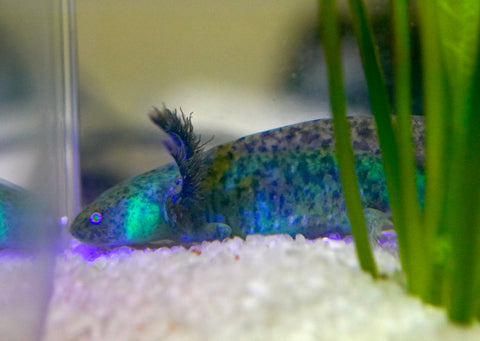 Green Fluorescent Protein (GFP) Wild Brown Axolotl SIZE 4.5"