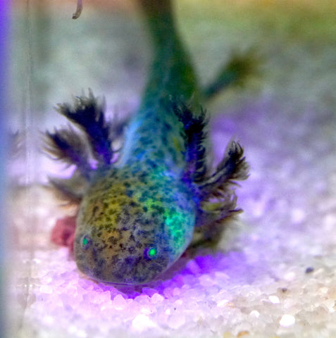 Green Fluorescent Protein (GFP) Wild Brown Axolotl SIZE 4.5"