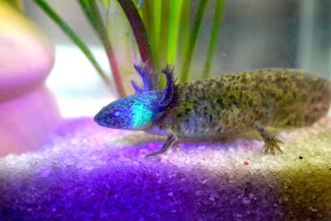 Green Fluorescent Protein (GFP) Wild Brown Axolotl SIZE 4.5"