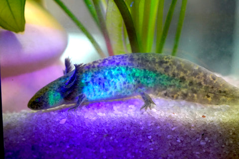 Green Fluorescent Protein (GFP) Wild Brown Axolotl SIZE 7-8”