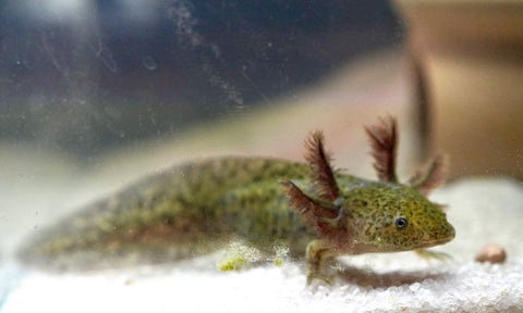 Wild Brown Axolotl SIZE 4.5"