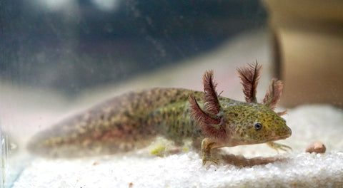 Wild Brown Axolotl SIZE 4.5"