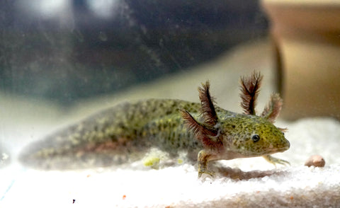 Wild Brown Axolotl SIZE 4.5"