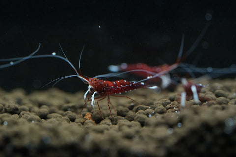 Sulawesi Cardinal Shrimp - Grade SSS++