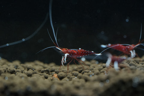 Sulawesi Cardinal Shrimp - Grade SSS++