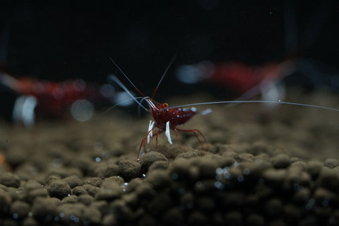 Sulawesi Cardinal Shrimp - Grade SSS++