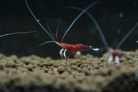 Sulawesi Cardinal Shrimp - Grade SSS++