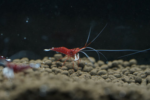 Sulawesi Cardinal Shrimp - Grade SSS++