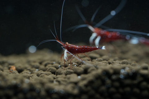 Sulawesi Cardinal Shrimp - Grade SSS++