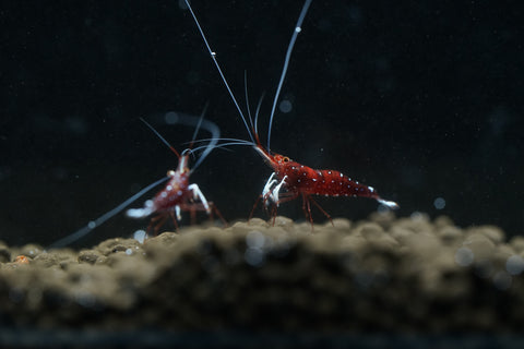 Sulawesi Cardinal Shrimp - Grade SSS++