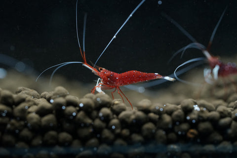 Sulawesi Cardinal Shrimp - Grade SSS++