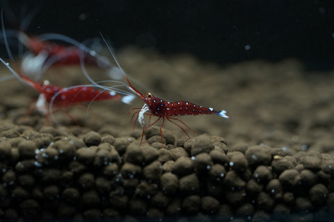 Sulawesi Cardinal Shrimp - Grade SSS++