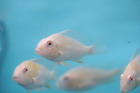 Albino Heckelii - Geopharus Cichlid Live Fish (Size 3.5"-4")