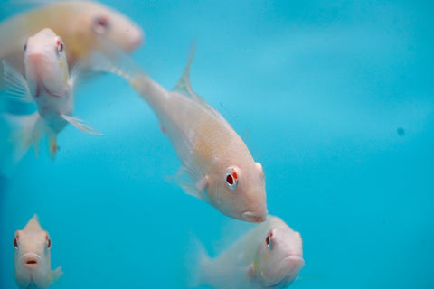 Albino Heckelii - Geopharus Cichlid Live Fish (Size 3.5"-4")