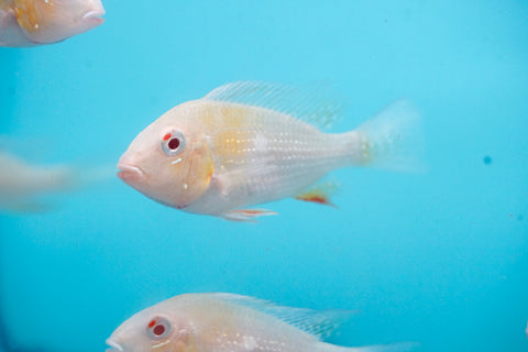 Albino Heckelii - Geopharus Cichlid Live Fish (Size 3.5"-4")