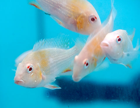 Albino Heckelii - Geopharus Cichlid Live Fish (Size 3.5"-4")