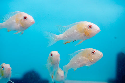 Albino Heckelii - Geopharus Cichlid Live Fish (Size 3.5"-4")