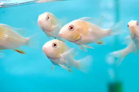 Albino Heckelii - Geopharus Cichlid Live Fish (Size 3.5"-4")